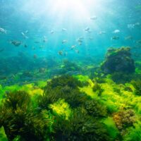 A sunny underwater seaweed landscape with fish swimming above several different species of green seaweed such as sea lettuce