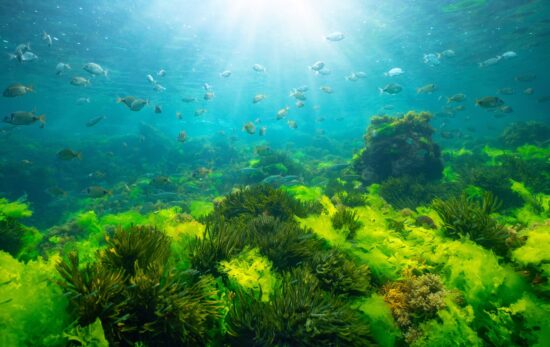A sunny underwater seaweed landscape with fish swimming above several different species of green seaweed such as sea lettuce