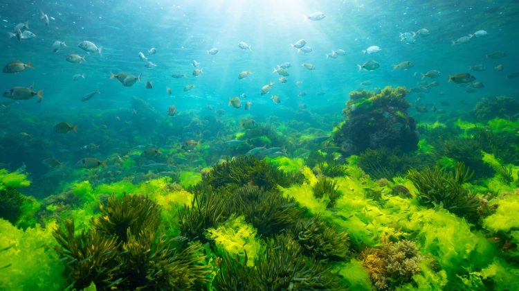A sunny underwater seaweed landscape with fish swimming above several different species of green seaweed such as sea lettuce