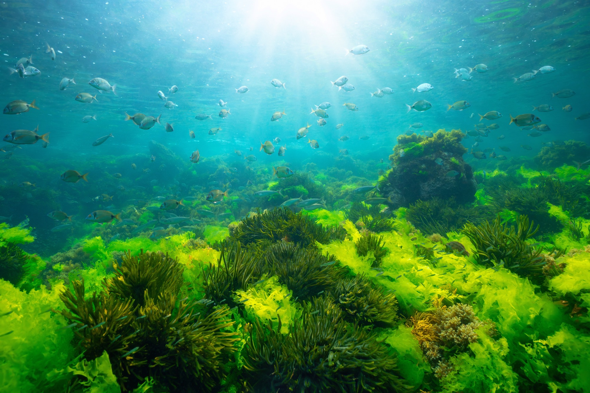 A sunny underwater seaweed landscape with fish swimming above several different species of green seaweed such as sea lettuce