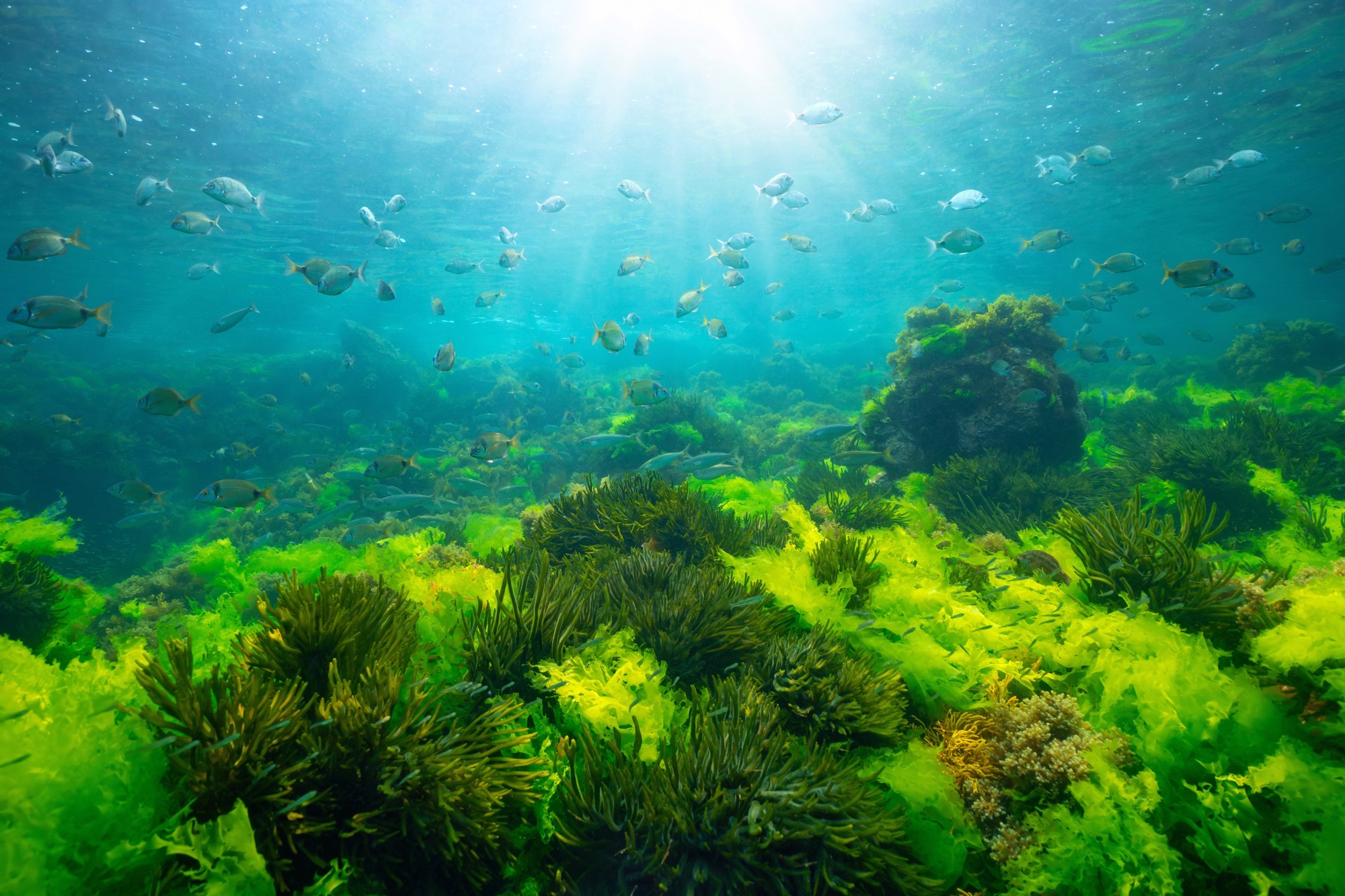 海洋植物について知ろう — 海に生きる植物とその重要性