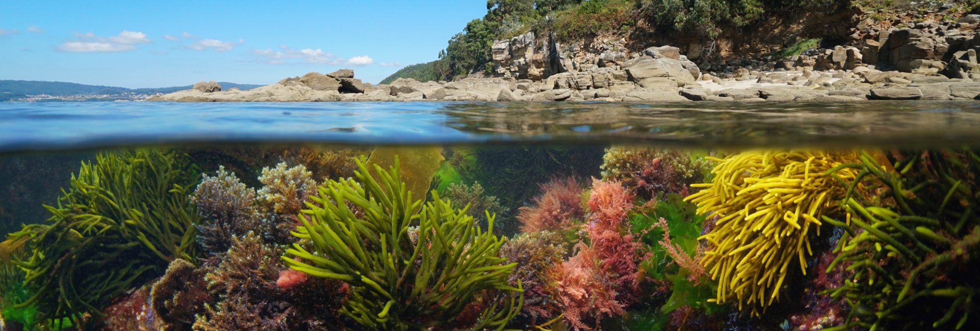 海洋植物について知ろう — 海に生きる植物とその重要性
