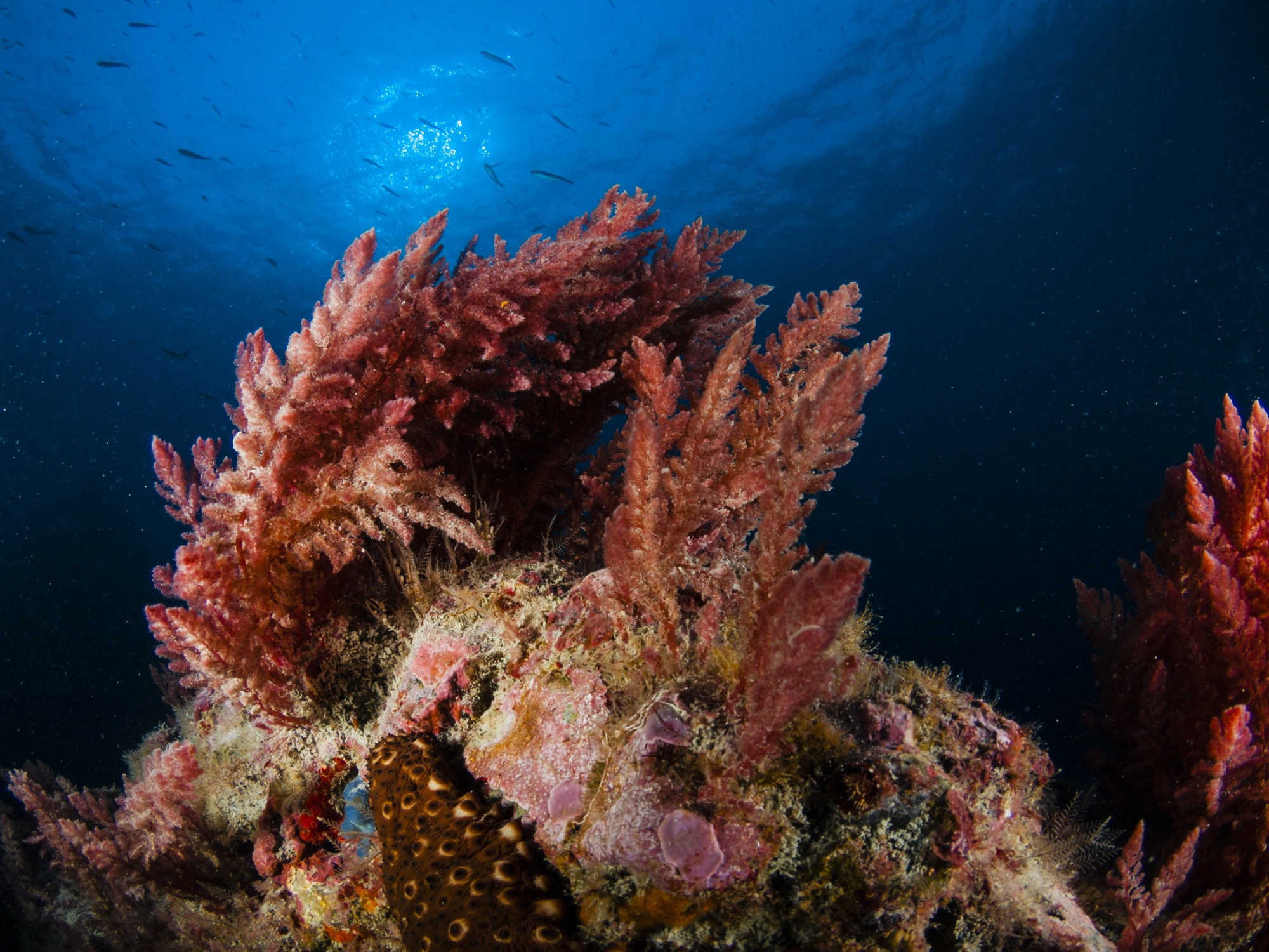 A red seaweed deeper on the ocean floor, and an example of how ocean plants and coral work together to build underwater reefs