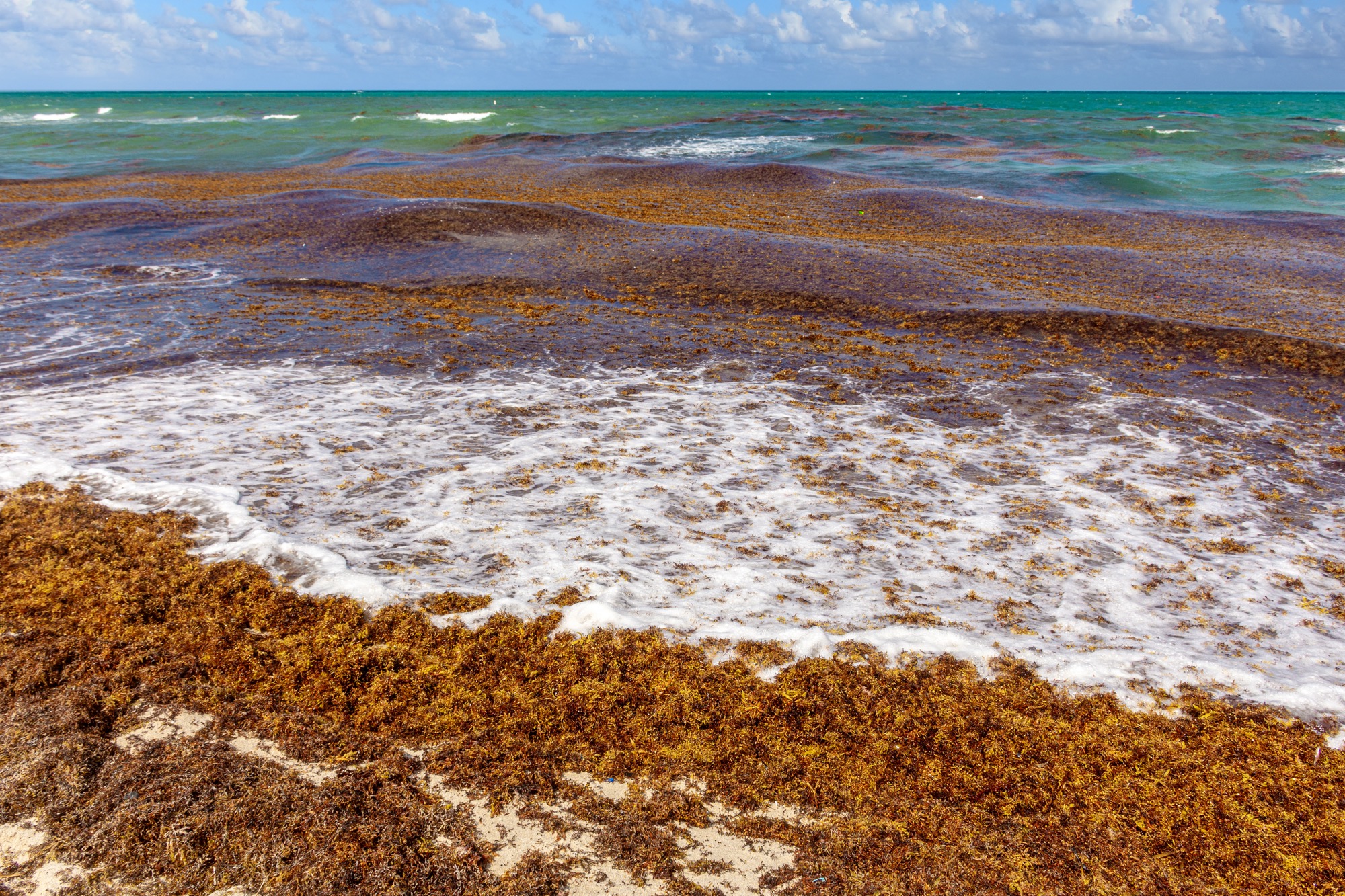 Masses of sargassum seaweed washing up onto a beach, the result of climate change and ocean plants growing uncontrollably