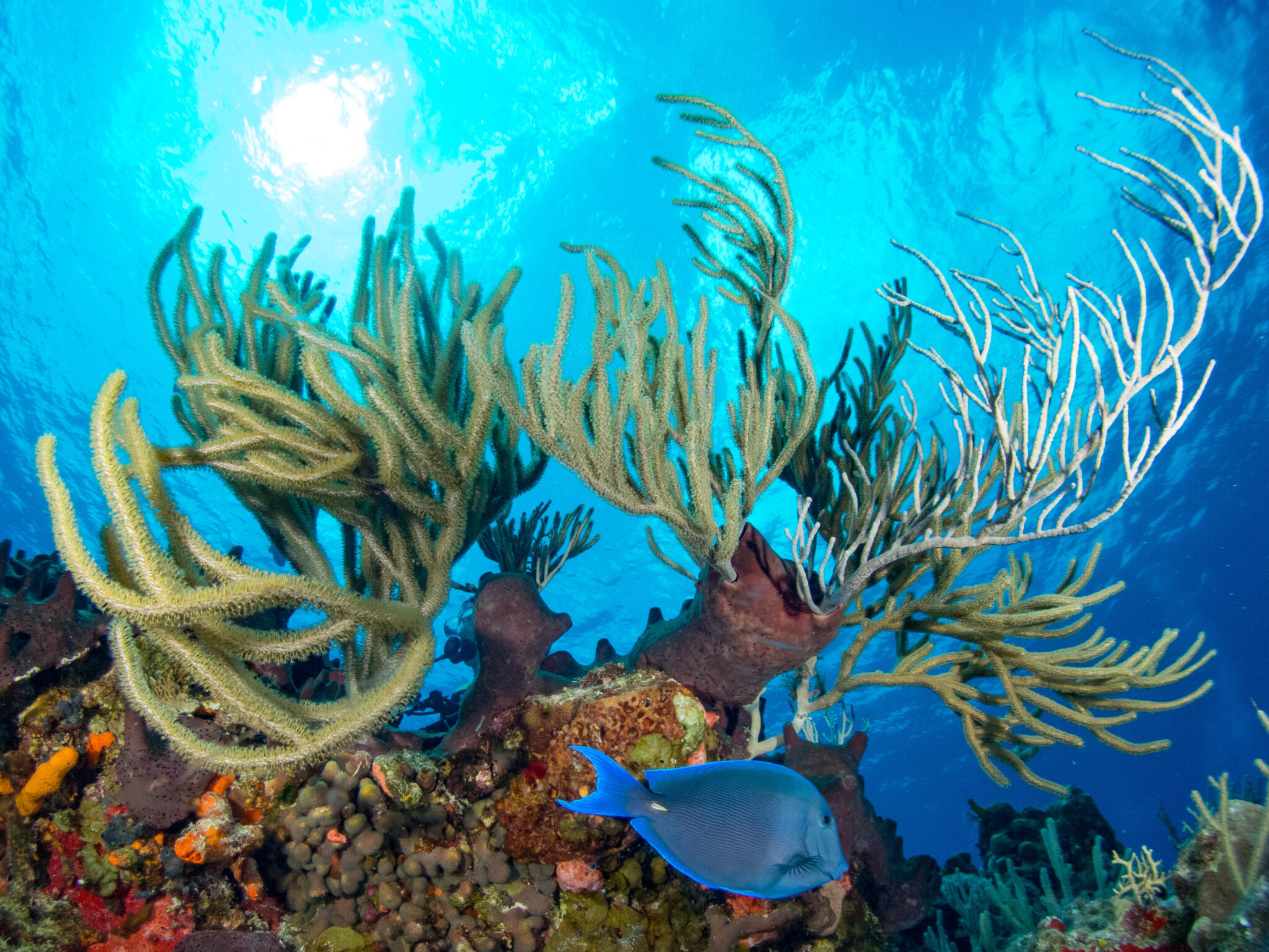 A coral reef in Cozumel