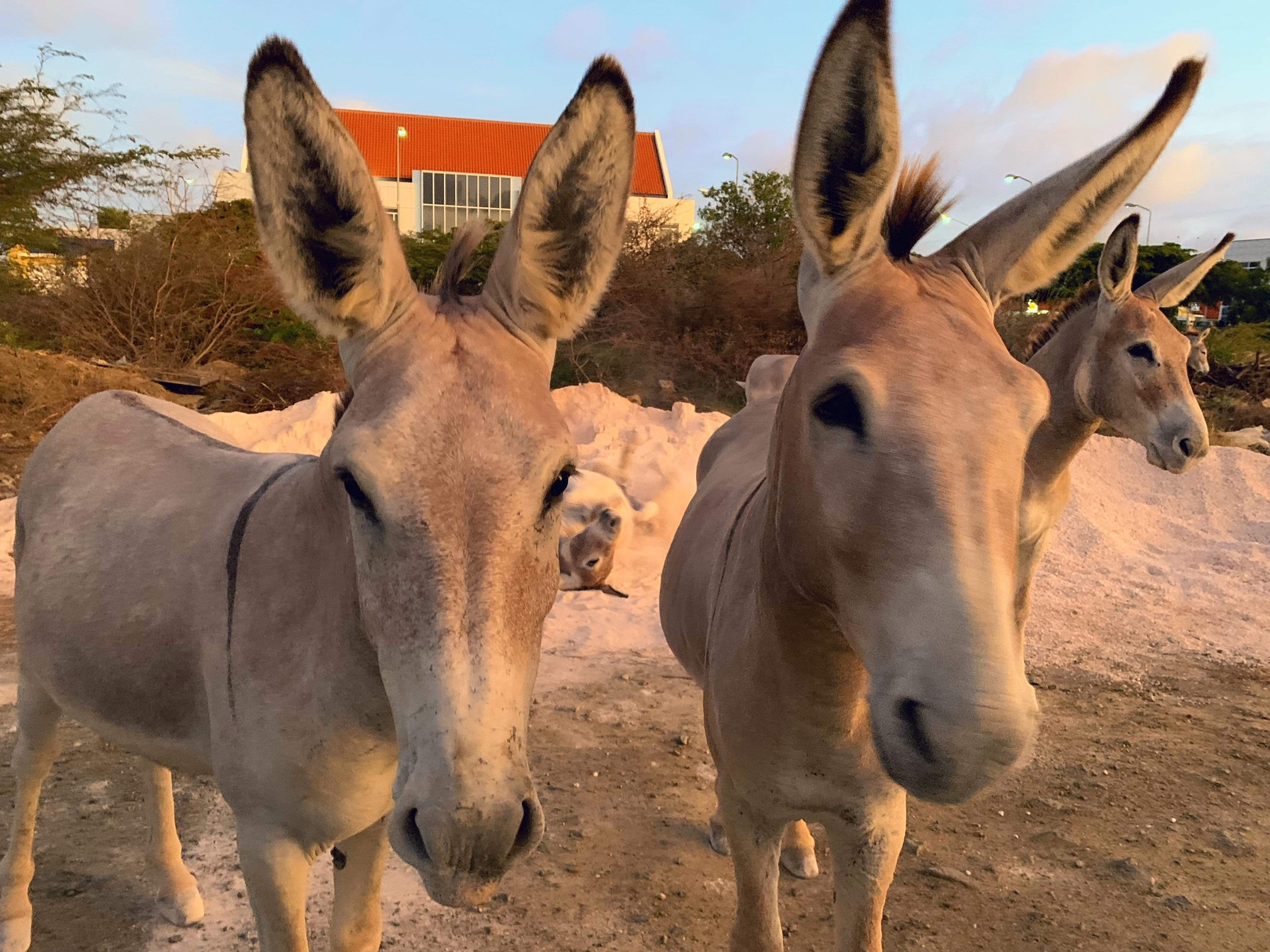 donkeys at a donkey sanctuary in Bonaire