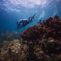 two divers explore a coral reef in St Lucia