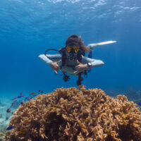 a scuba diver explores a coral reef in Roatan