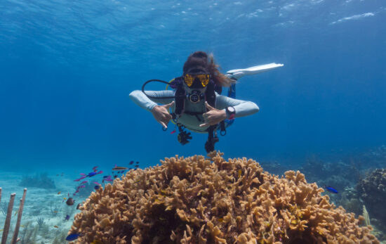 a scuba diver explores a coral reef in Roatan