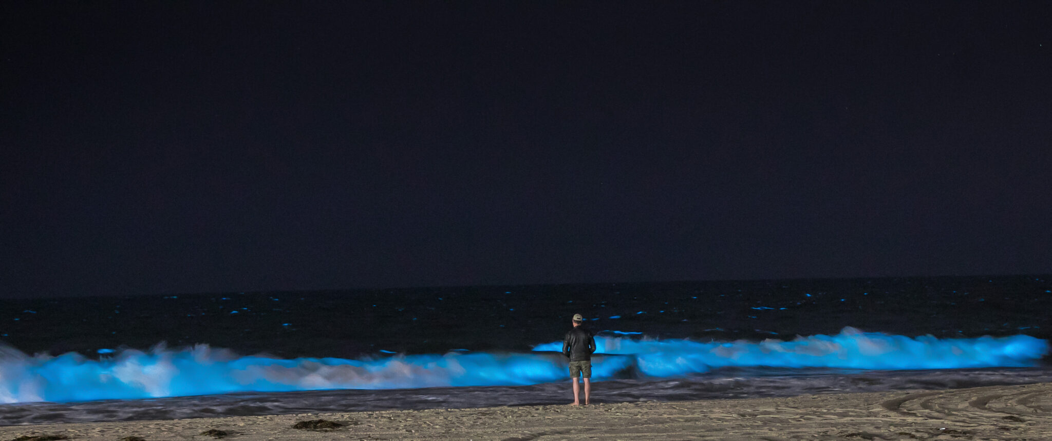 a man stands on a beach watching bioluminescent waves