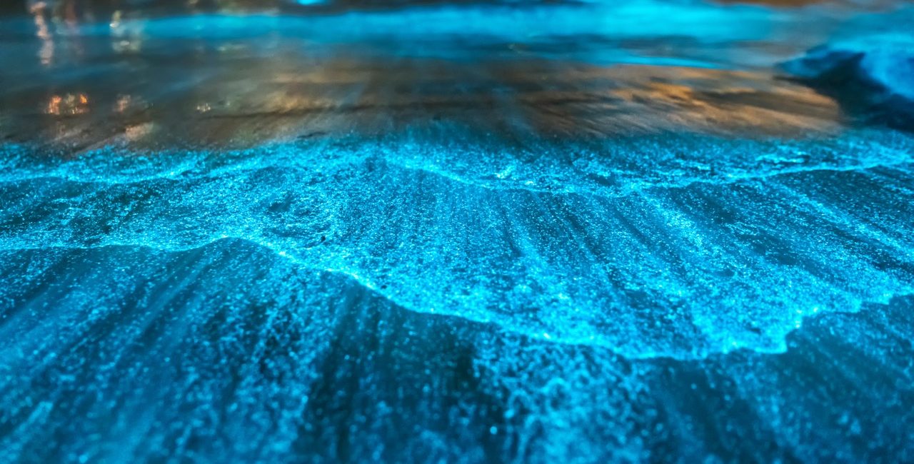 The 7 Best Bioluminescent Diving Destinations to See the Glowing (and Mysterious) Underwater World