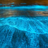 Bioluminescence at night, Jervis Bay, Australia