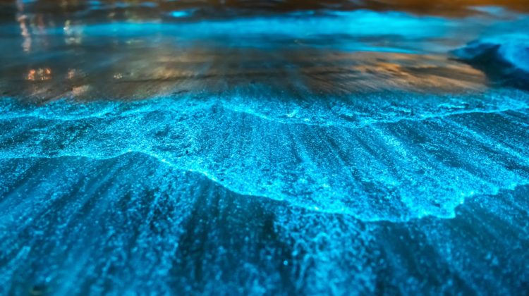 Bioluminescence at night, Jervis Bay, Australia