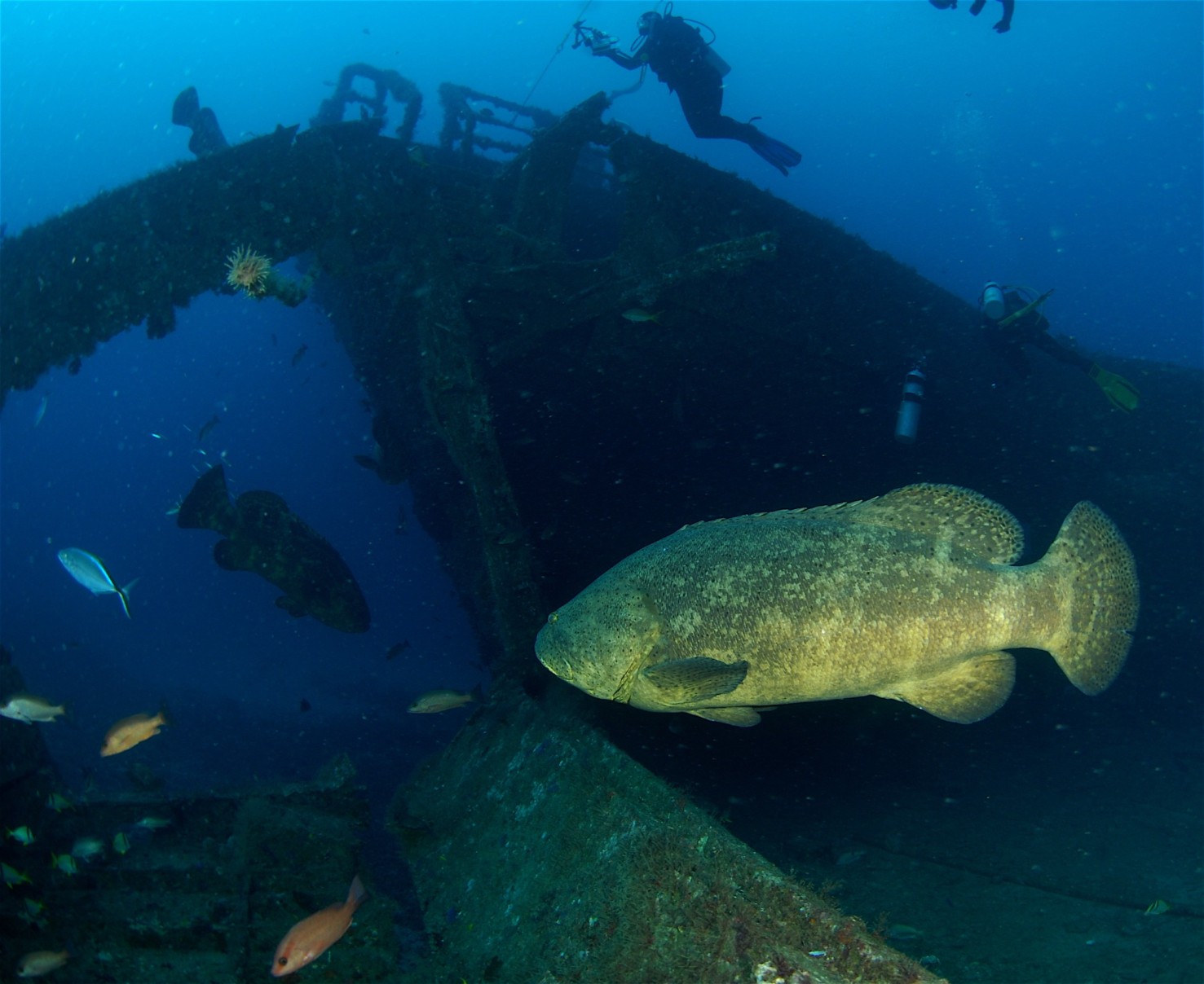 a grouper on a florida shipwreck