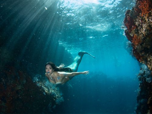 Mermaid swimming in the ocean.