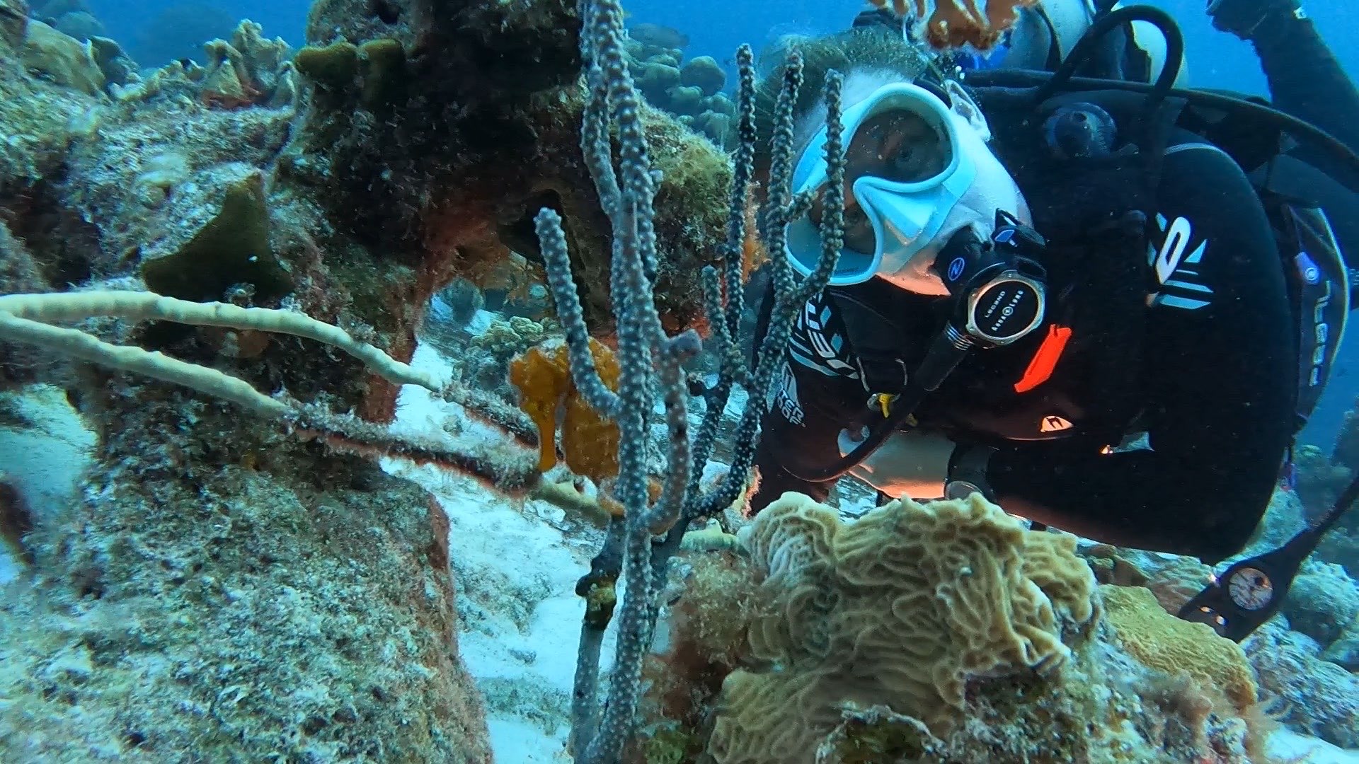 Diver looking at a coral underwater