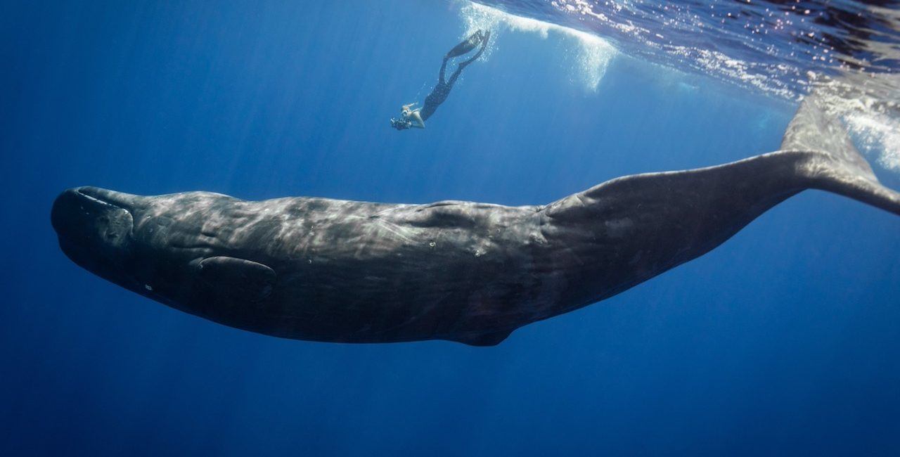 Empowering Mozambique’s Environmental Stewards: How One PADI Pro is Working to Save the Ocean