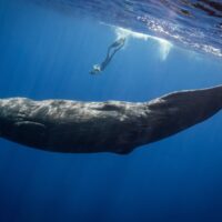 A woman dives down to see a whale underwater