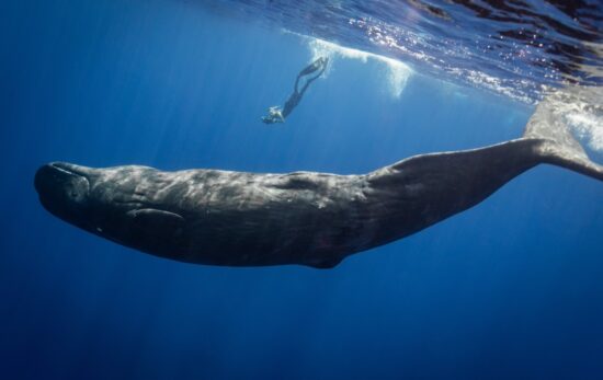 A woman dives down to see a whale underwater