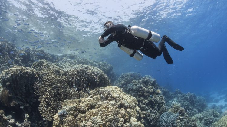 a tec diver dives above a coral reef