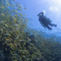 A technical diver swims through a school of fish