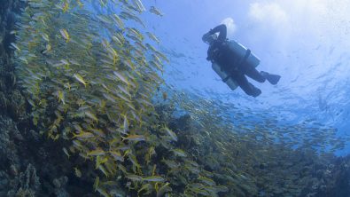 A technical diver swims through a school of fish