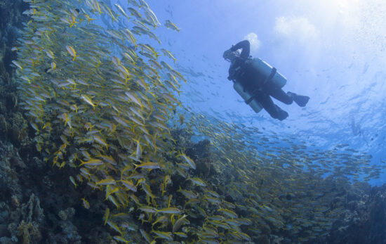 A technical diver swims through a school of fish