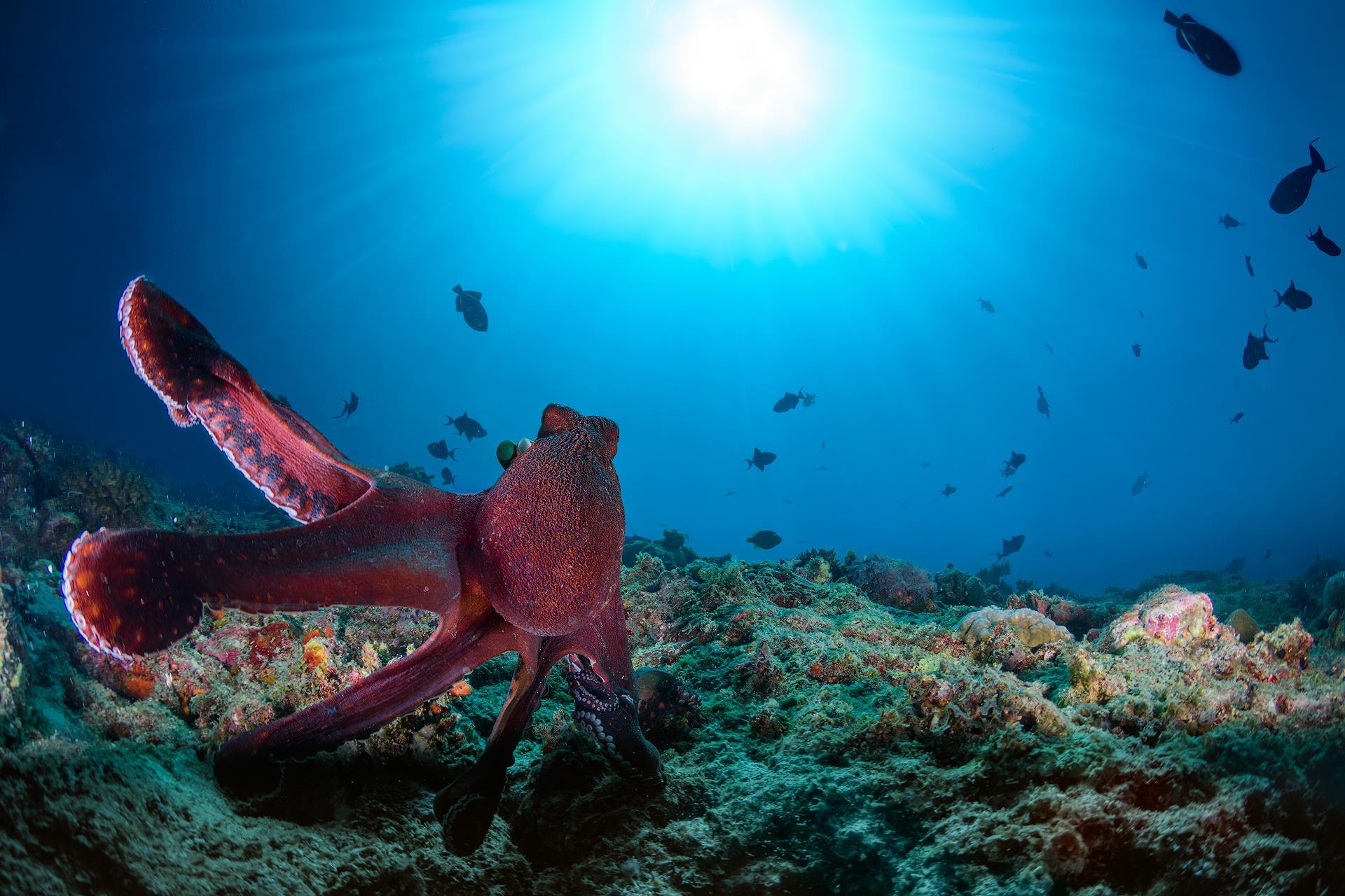 Octopus on a reef