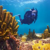 a female scuba diver explores a coral reef in the Caribbean