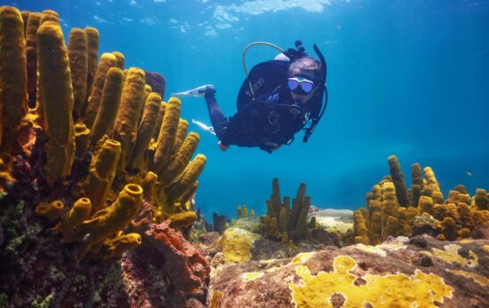 a female scuba diver explores a coral reef in the Caribbean
