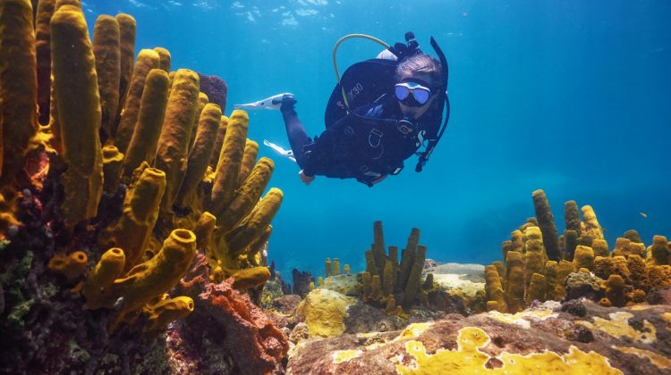 a female scuba diver explores a coral reef in the Caribbean