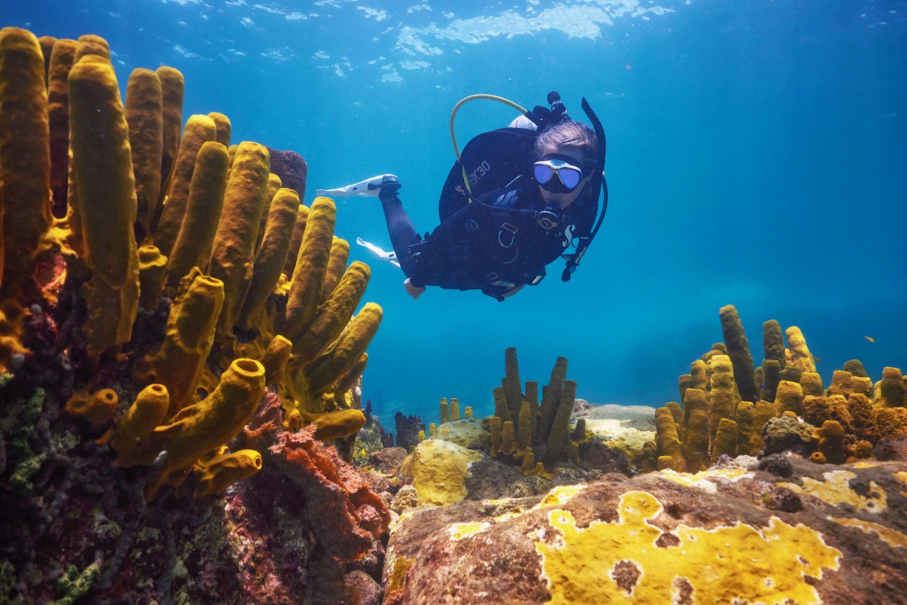 a female scuba diver explores a coral reef in the Caribbean
