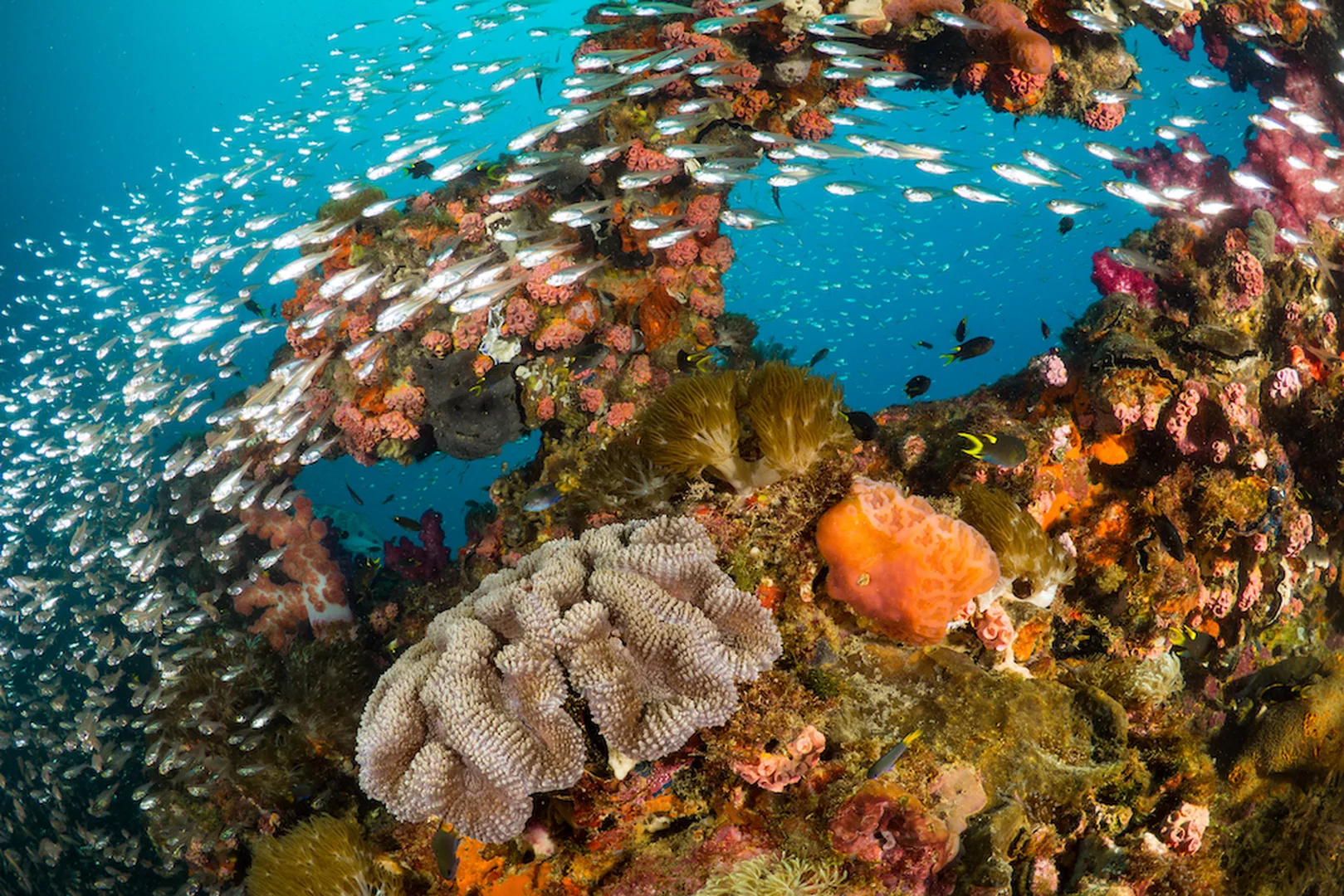Beautiful reef photo with vibrant colored marine life