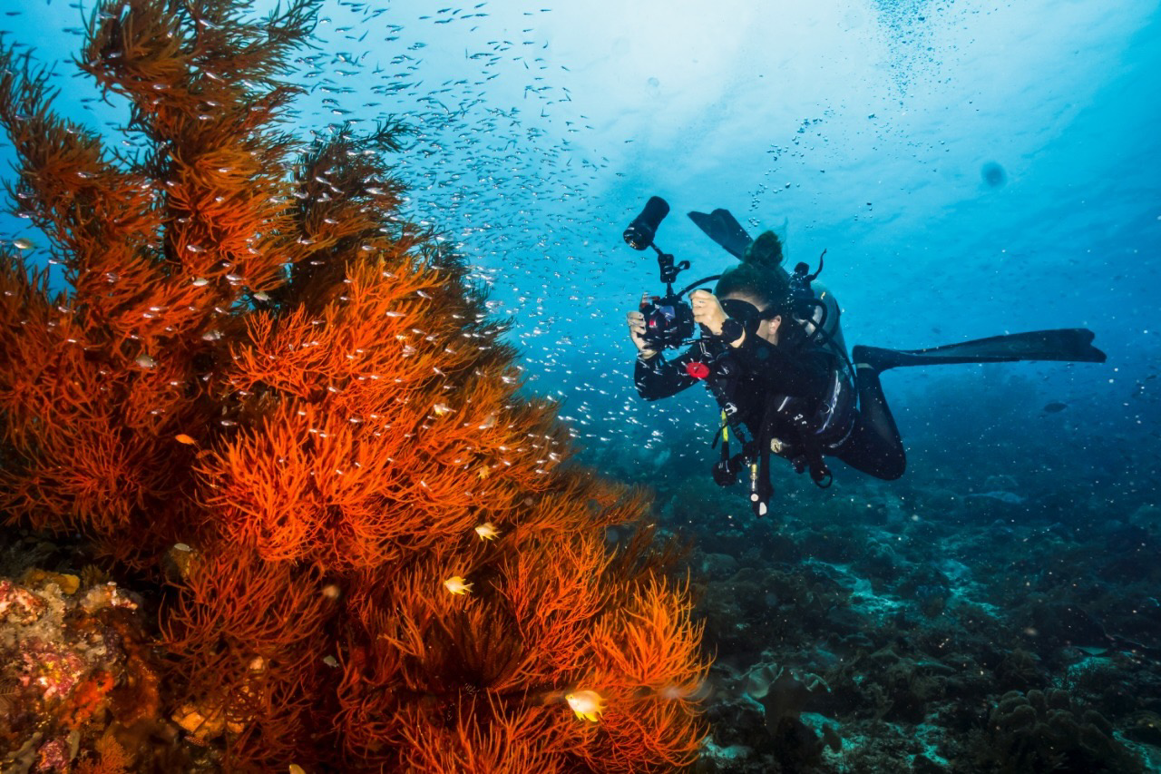 Diver taking pictures of a coral underwater