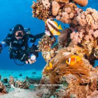 a tec basics diver explores a coral reef