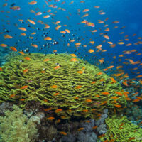 A beautiful salad coral from Red Sea