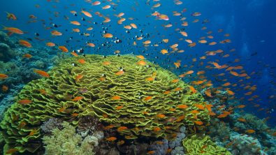 A beautiful salad coral from Red Sea