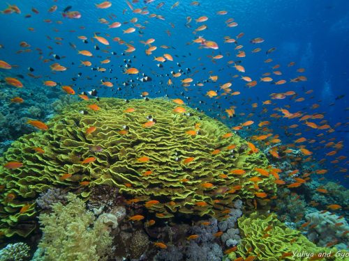 A beautiful salad coral from Red Sea
