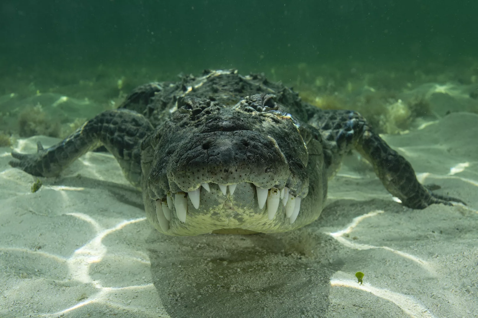 a crocodile at the flying cloud resort in xcalak mexico