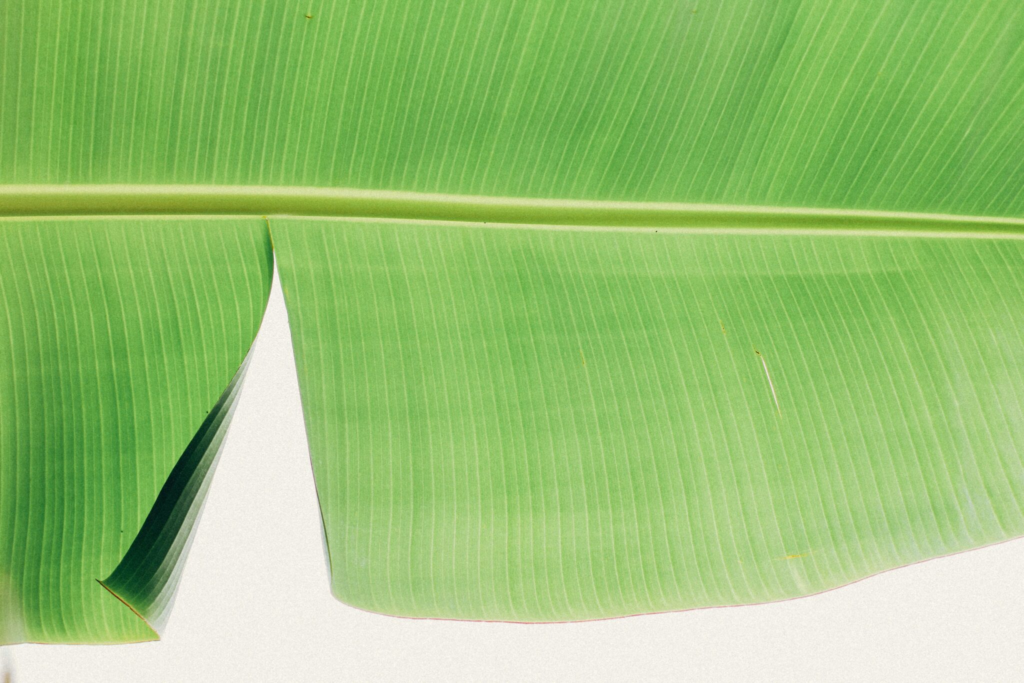 Banana leaf for gift paper and tissue paper replacement 