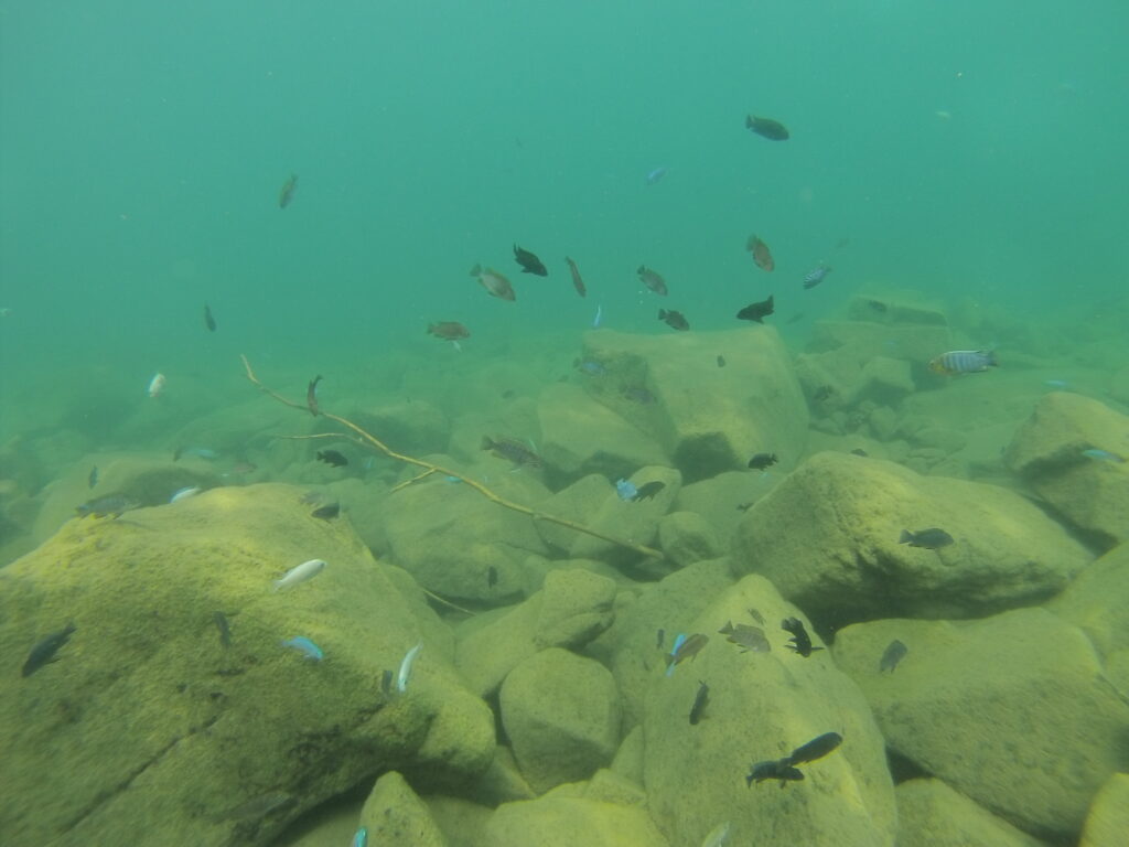 Diving in Lake Malawi, with fish and rocks
