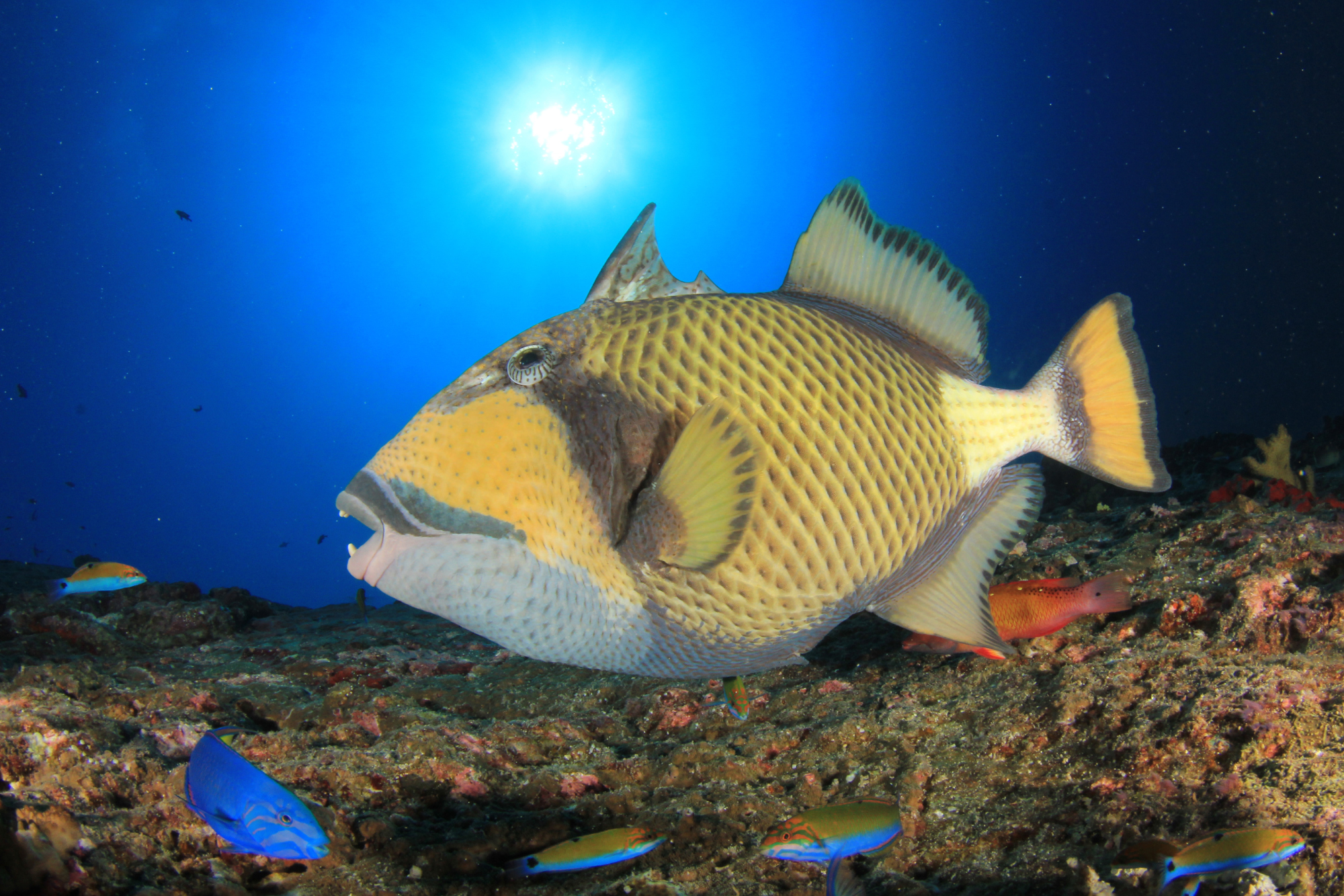 Titan triggerfish swimming along a reef