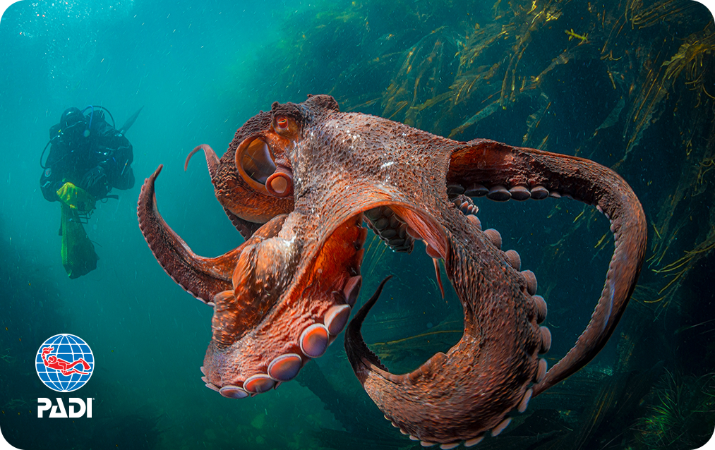 a padi certification card showing a giant pacific octopus
