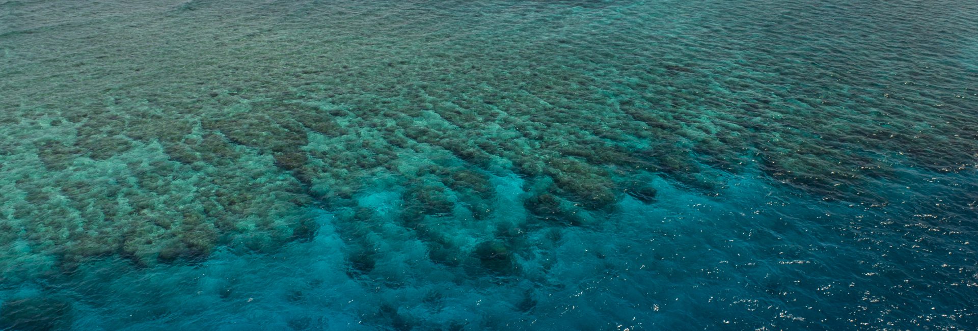 Discover the Importance of Fiji’s Great Sea Reef