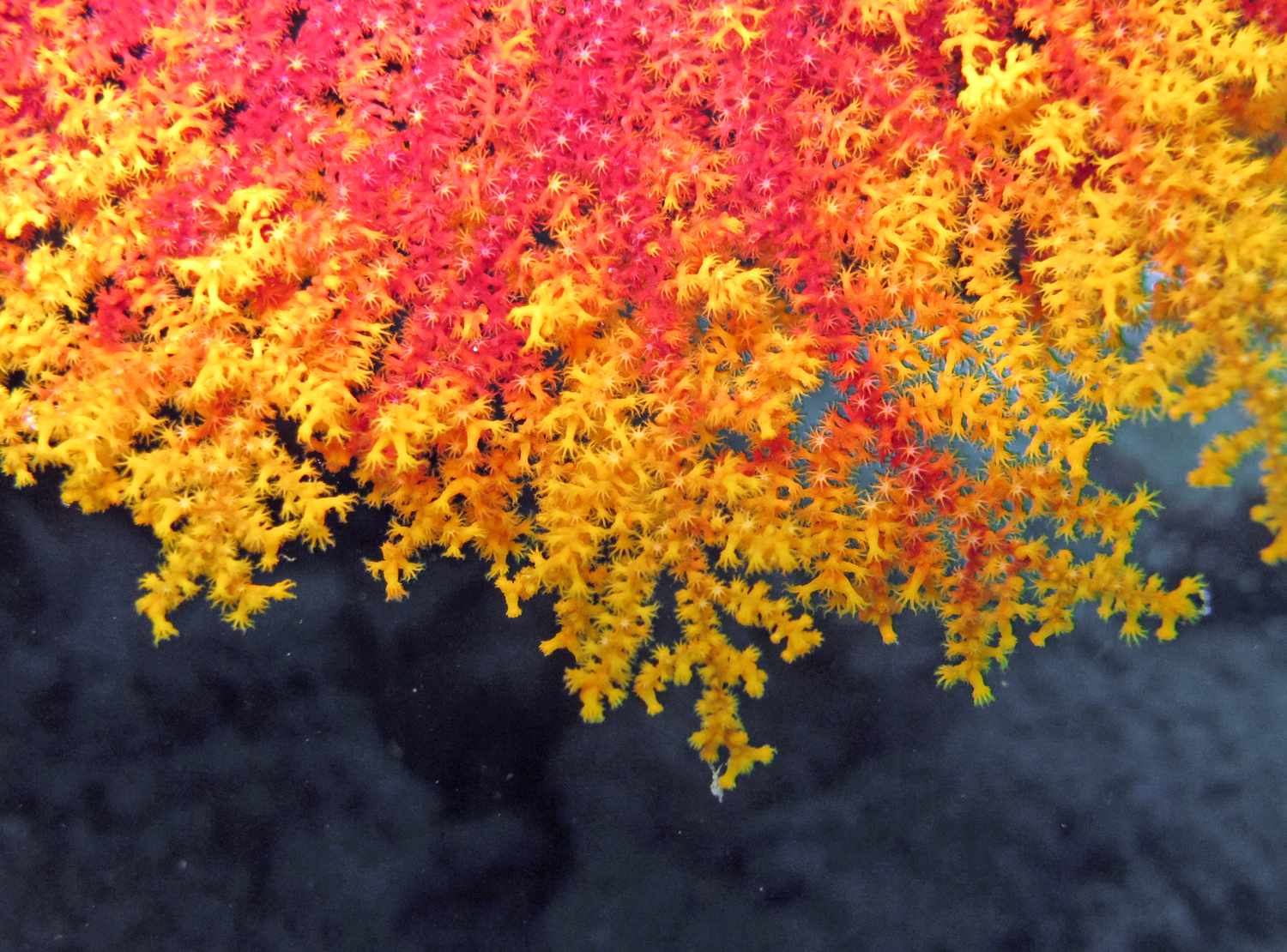 A bright red and yellow piece of coral