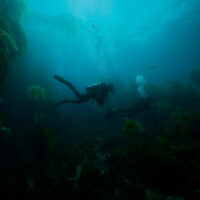 two divers swim through kelp near Catalina Island, California