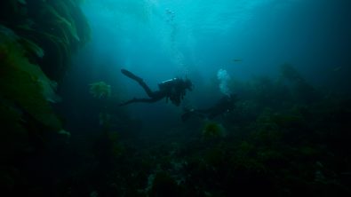 two divers swim through kelp near Catalina Island, California