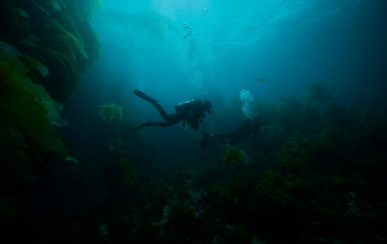 two divers swim through kelp near Catalina Island, California