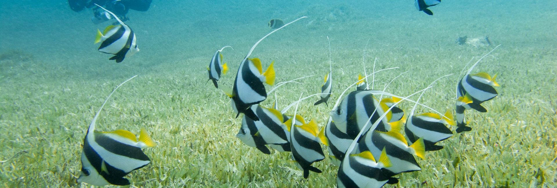 似ている水中生物を見分けるポイントは？