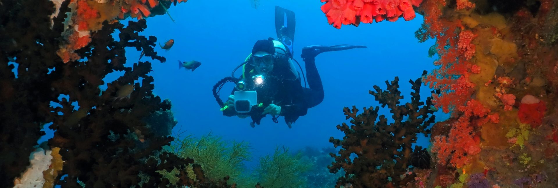 เพราะอะไรหลักสูตร Digital Underwater Photographer จึงควรเป็นหลักสูตร Specialty ต่อไปของคุณ